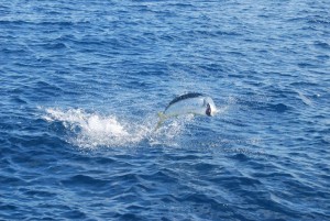 Fishing Reefs off Gold Coast